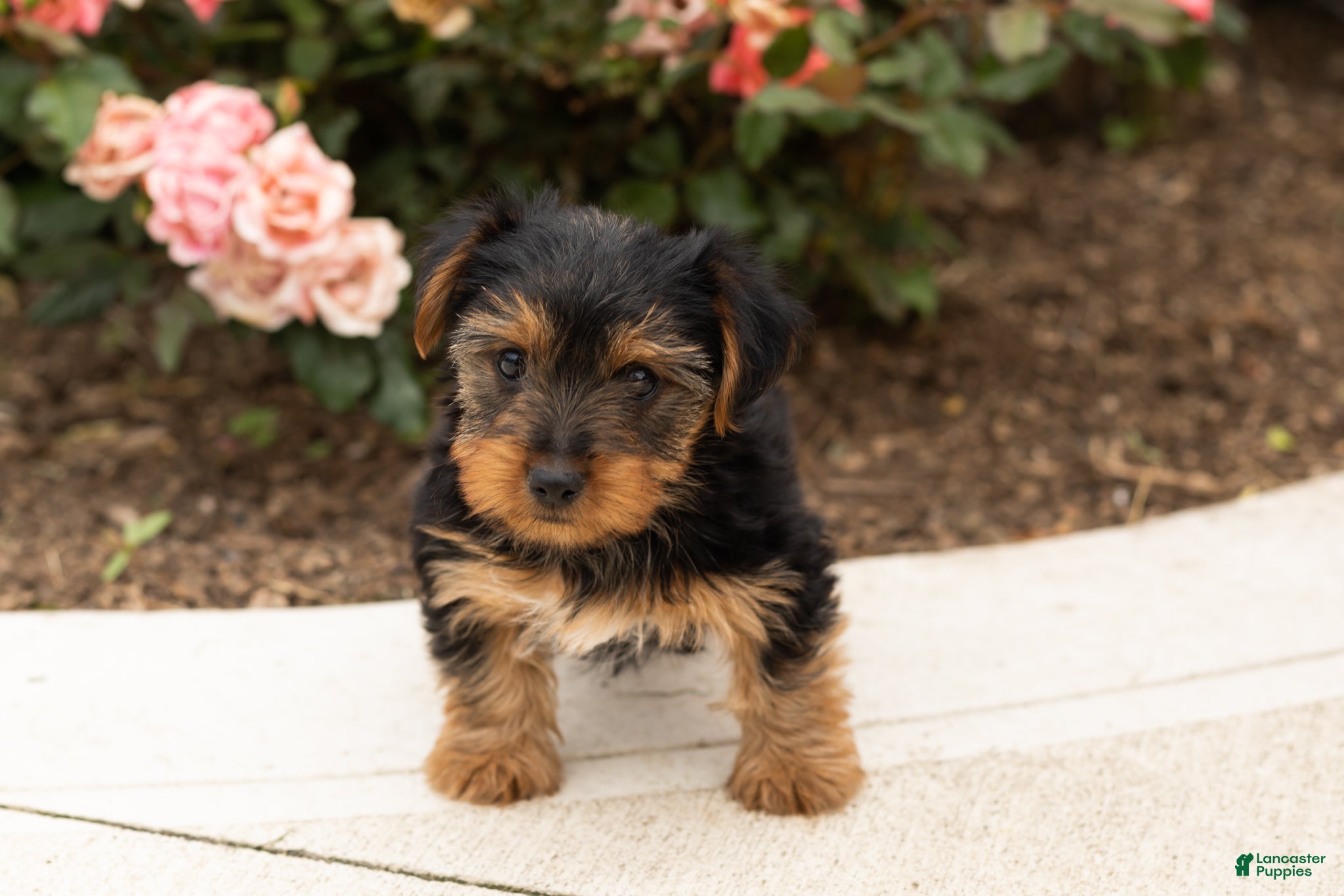 Yorkshire Terrier dogs Sam - Ad 4