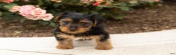 Yorkshire Terrier dogs for sale: Sam - Ad 1