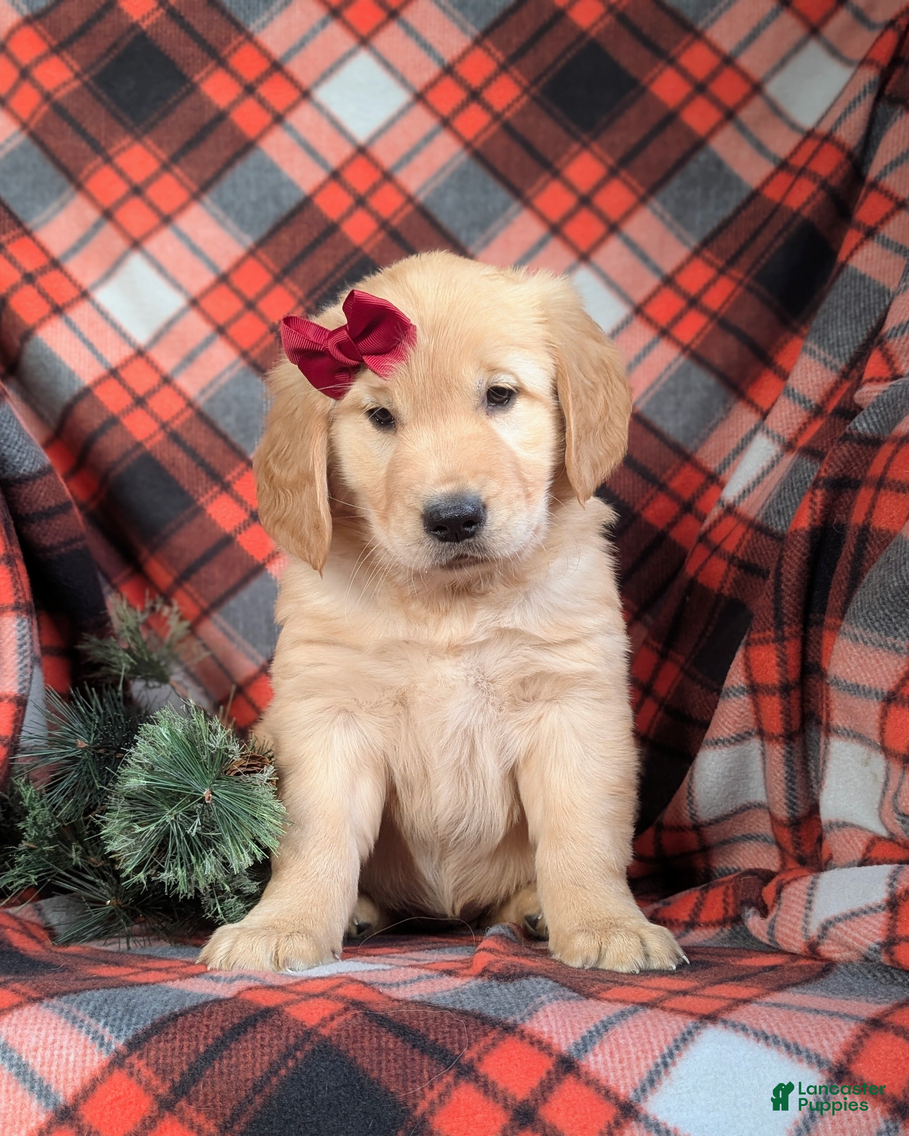 Golden Retriever dogs Breanne - Ad 26