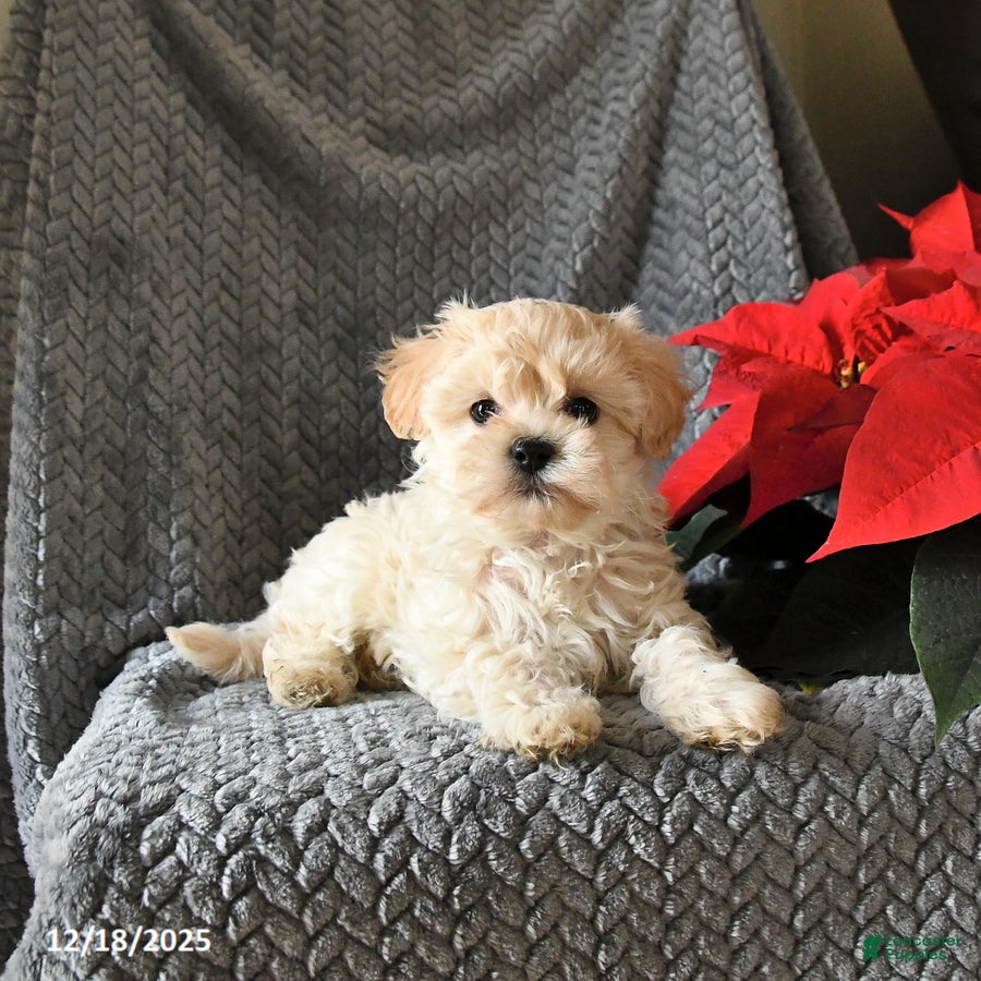 Maltipoo dogs Captin - Ad 23