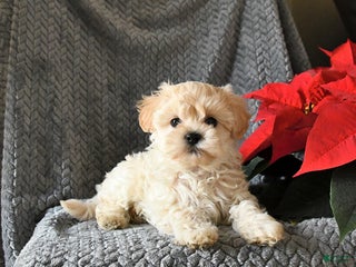 Maltipoo dogs Captin - Ad 19