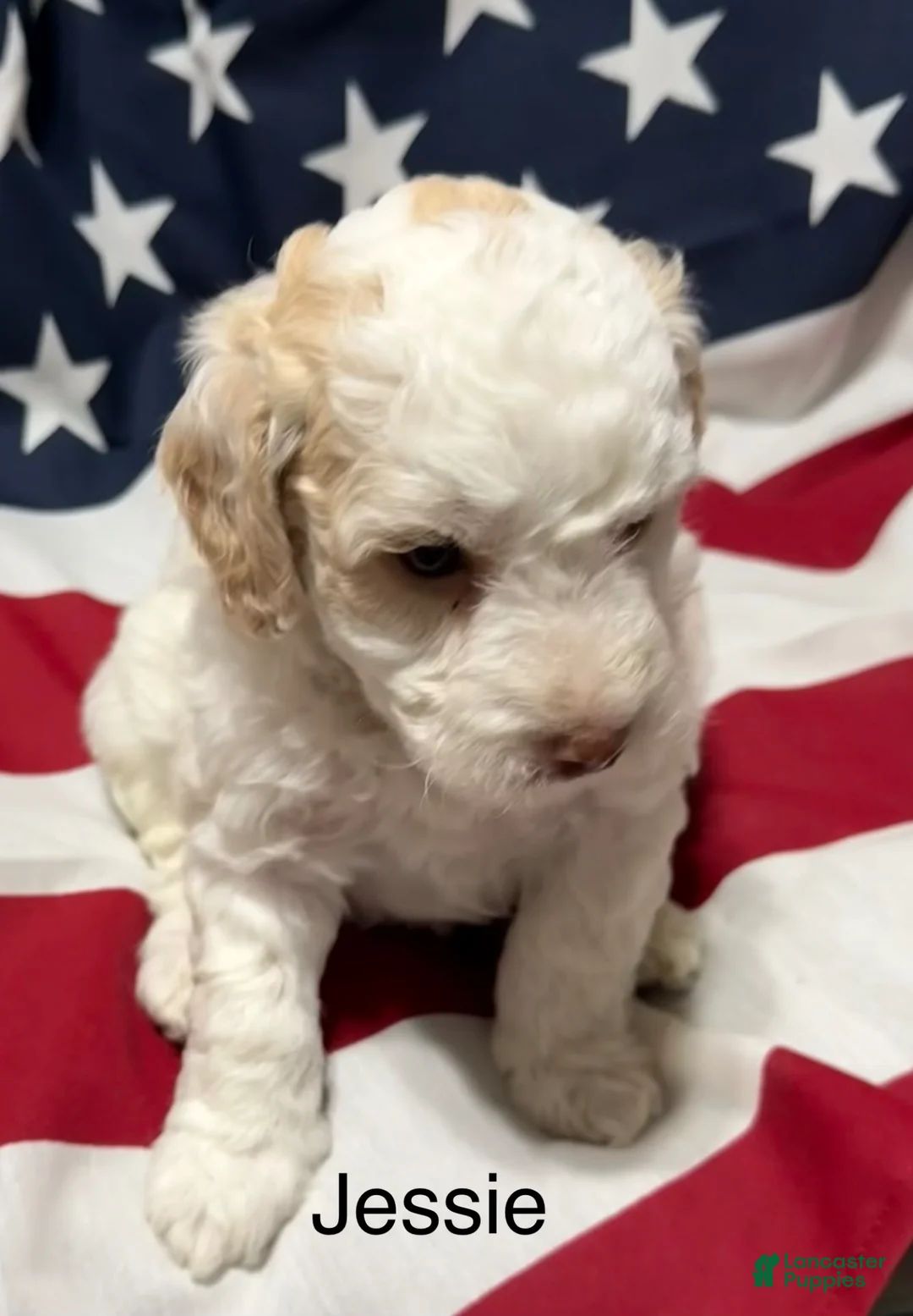 Mini Goldendoodle dogs for sale: Jessie - Ad 2