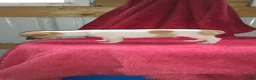 Jack Russell Terrier dogs for sale: Fido - Ad 2