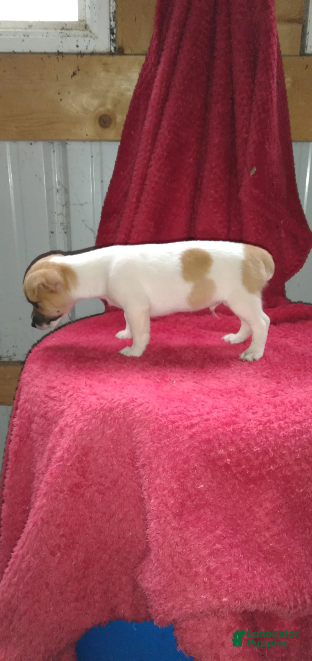 Jack Russell Terrier dogs for sale: Fido - Ad 2