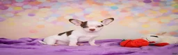Chihuahua dogs for sale: Gus - Ad 3