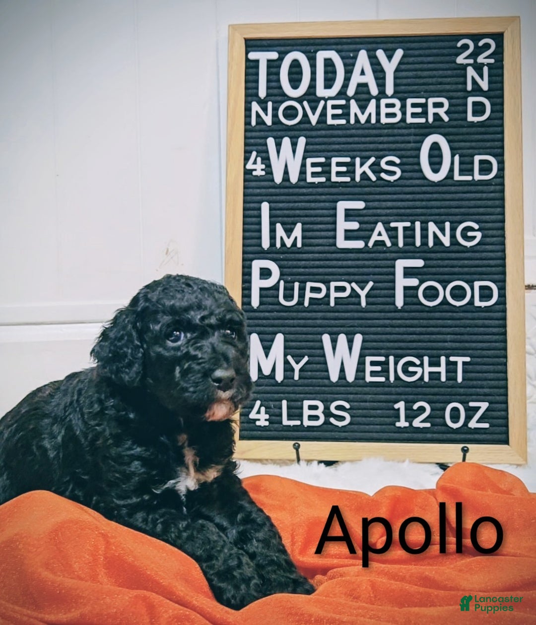 Mixed Breed dogs for sale: Apollo  - Ad 2