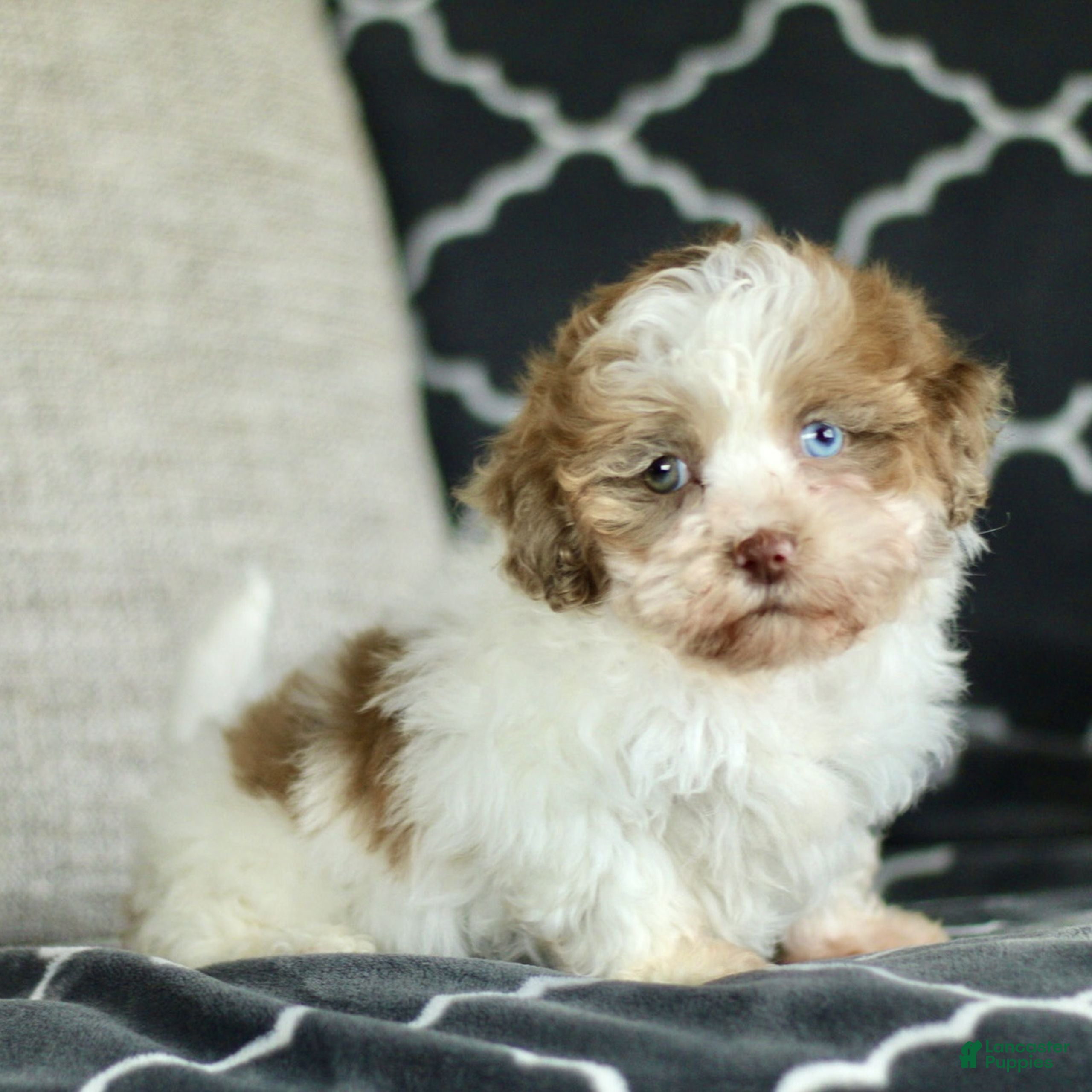 Shihpoo dogs Rosie  - Ad 1