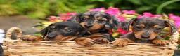 Miniature Dachshund dogs for sale: Holly 🌸 - Ad 19