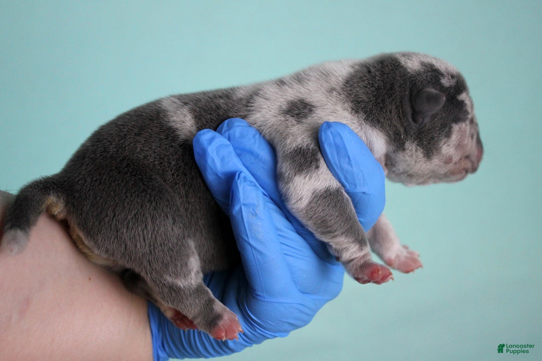 American Bully dogs for sale: Blue Merle Male - Ad 3