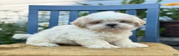 Shih Tzu dogs for sale: Henley - Ad 13