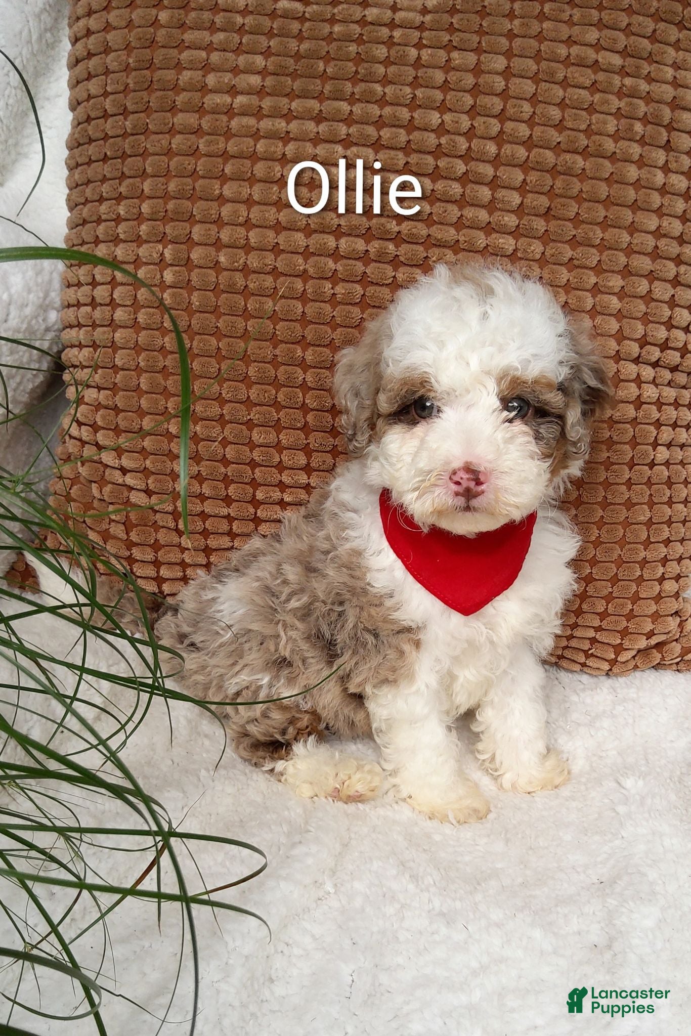 Mini Bernedoodle dogs for sale: Mini Bernedoodle 3 - Ad 2