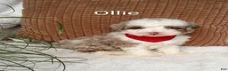 Mini Bernedoodle dogs for sale: Mini Bernedoodle 3 - Ad 1