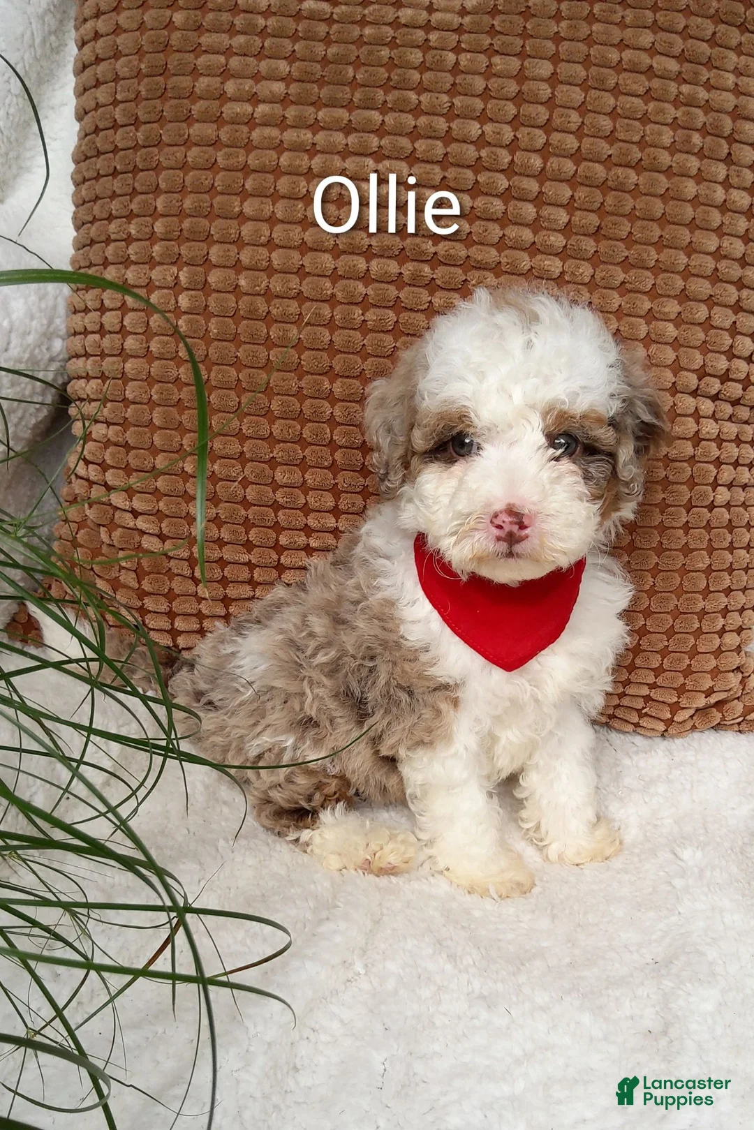 Mini Bernedoodle dogs for sale: Mini Bernedoodle 3 - Ad 1