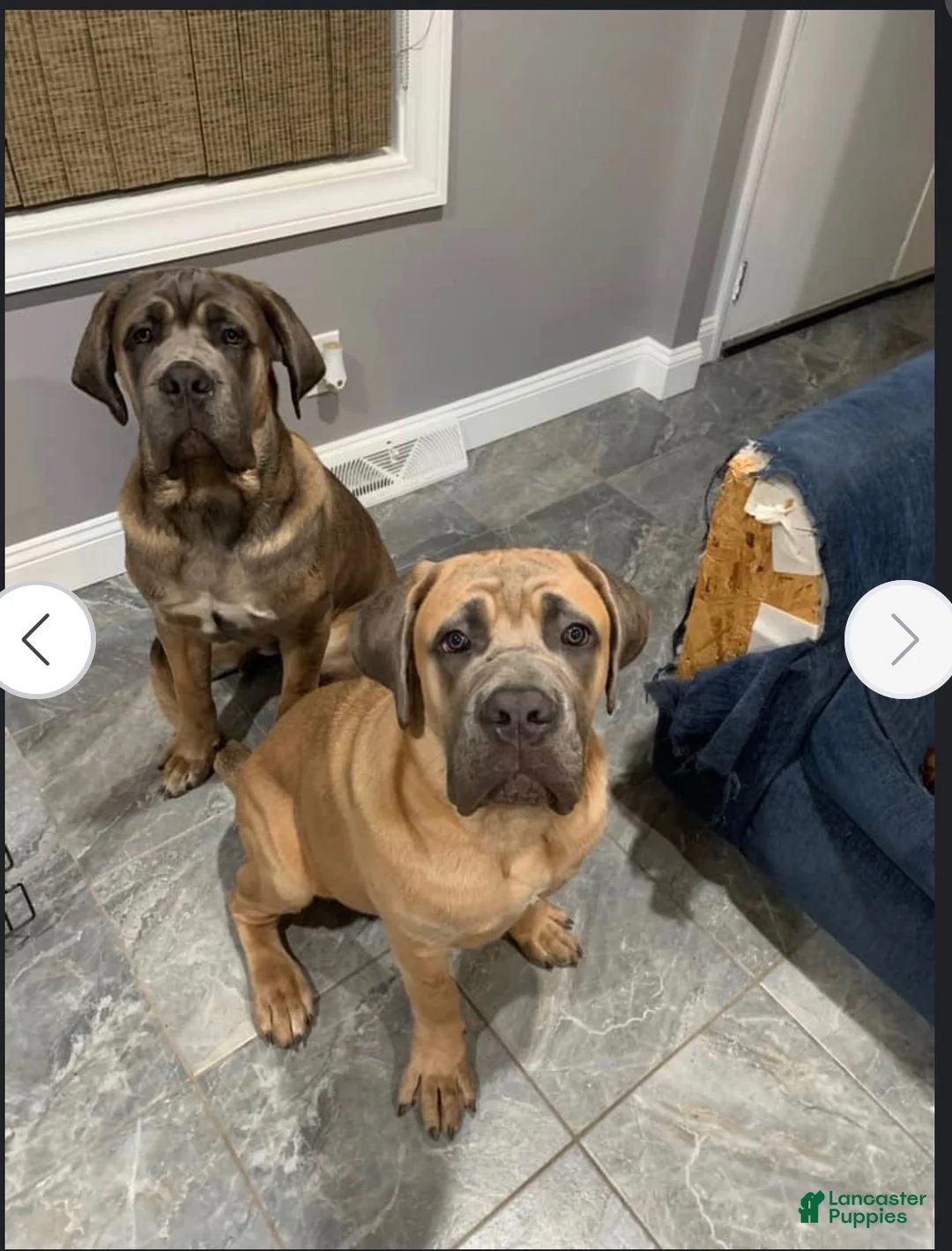 Cane Corso dogs for sale: Junior Vicenzo - Ad 14