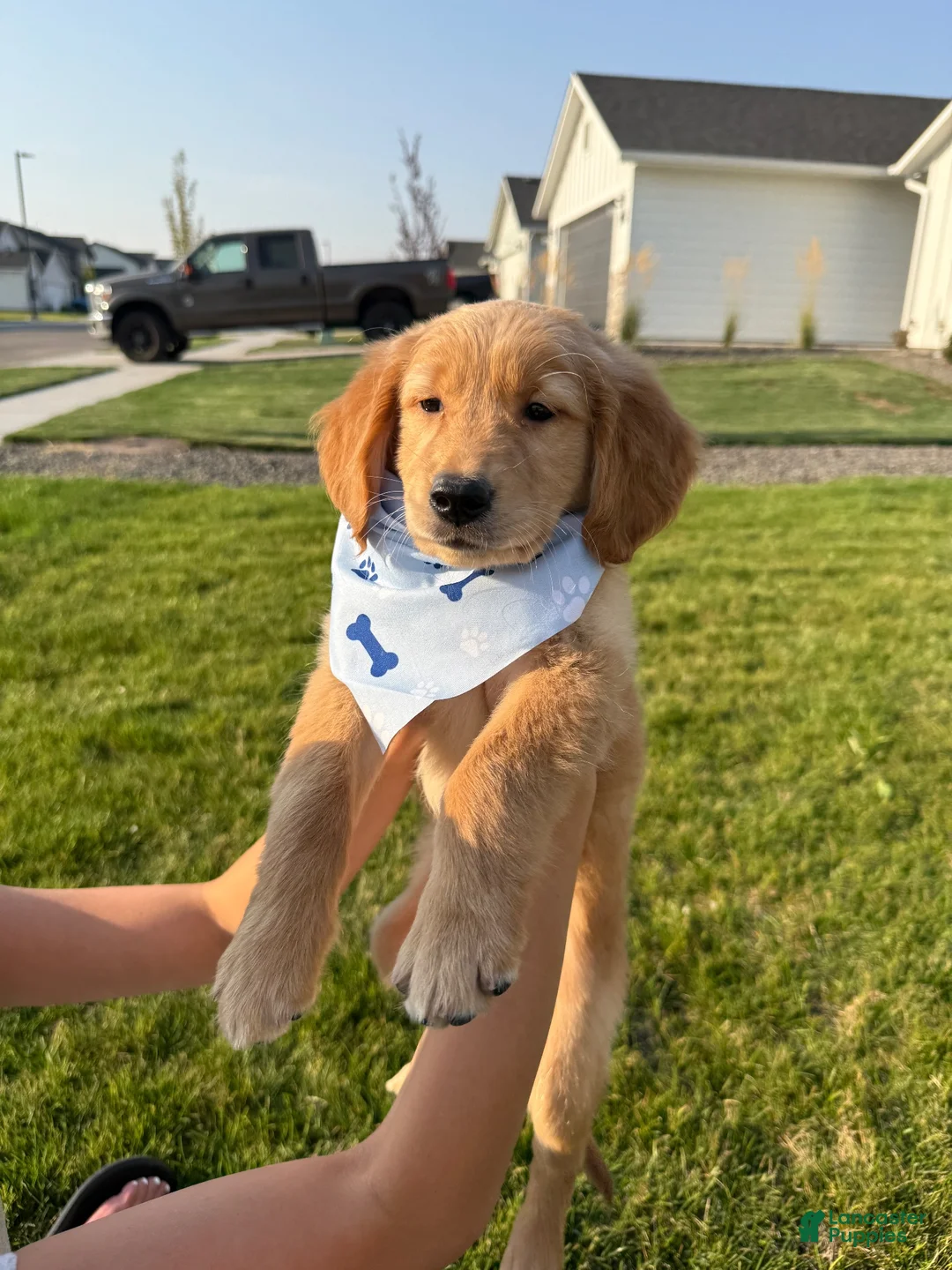 Golden Retriever dogs for sale: Golden Retriever 1 - Ad 1
