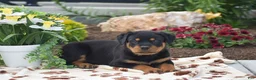 Rottweiler dogs for sale: Hudson - Ad 4
