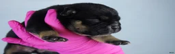 American Bully dogs for sale: Black Tri Female - Ad 5