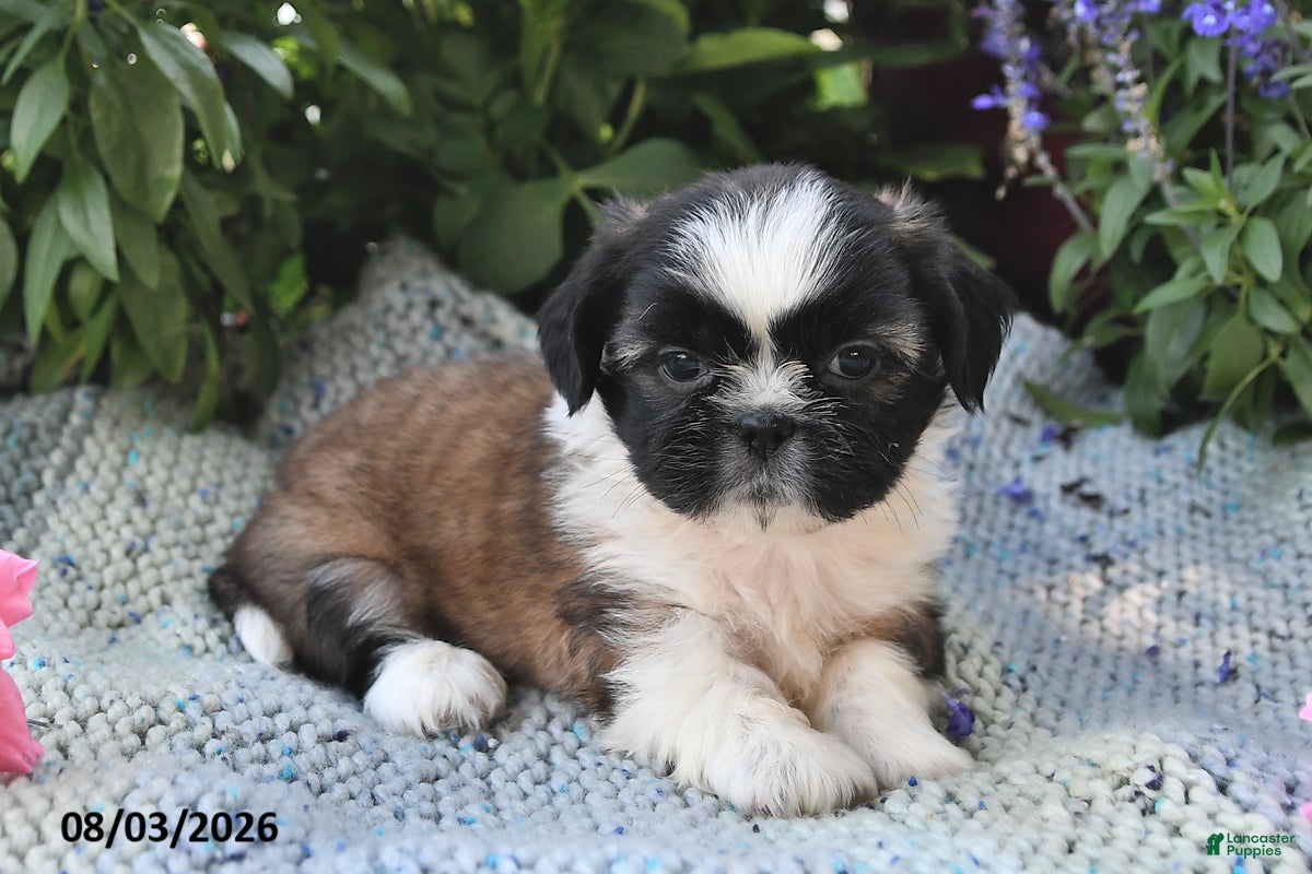 Shih Tzu dogs Toby - Ad 1