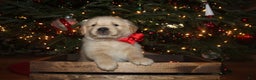 Golden Retriever dogs for sale: Golden Retriever Puppy red - Ad 3