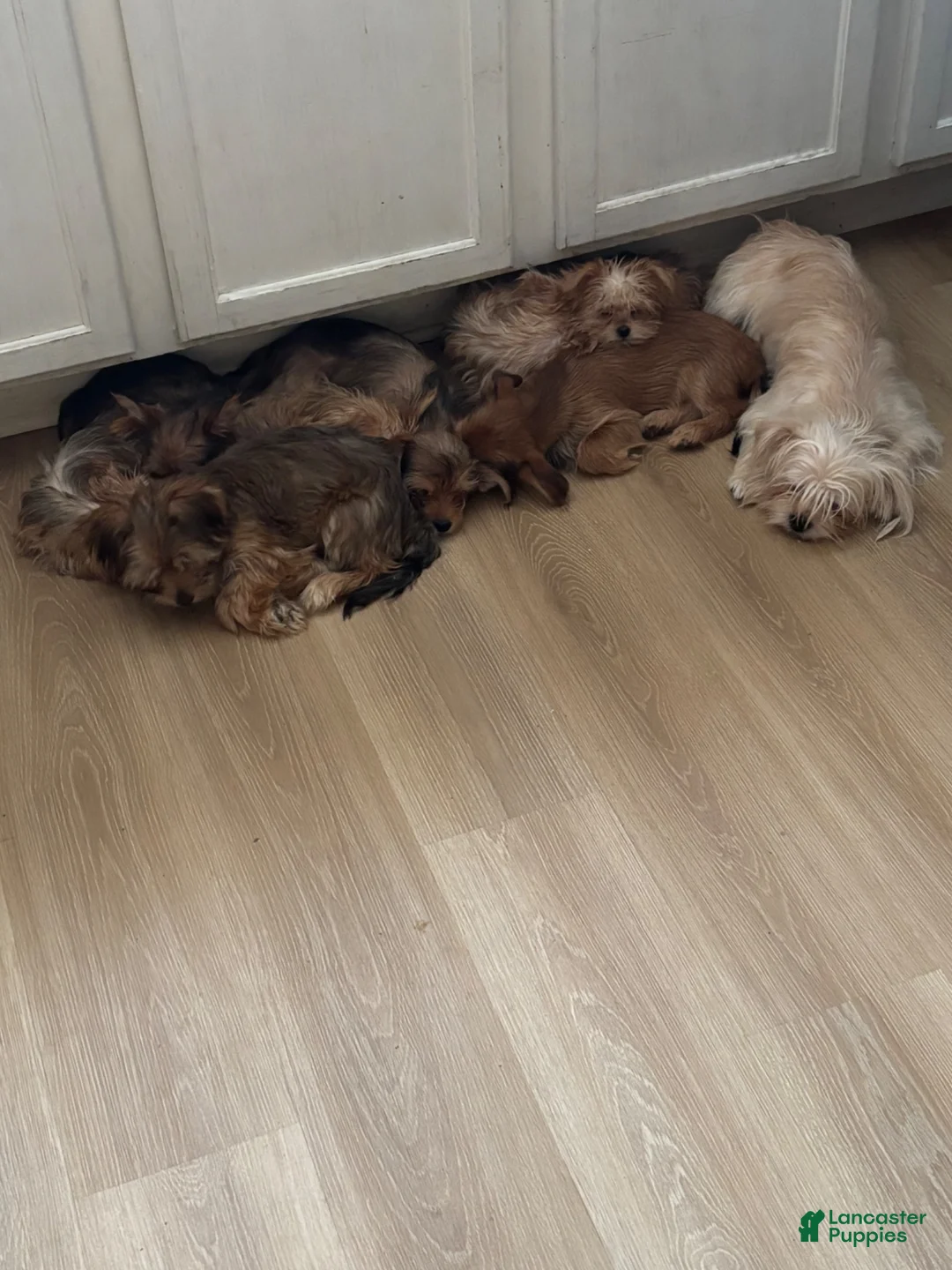 Shorkie dogs for sale: Shorkie 2 - Ad 2