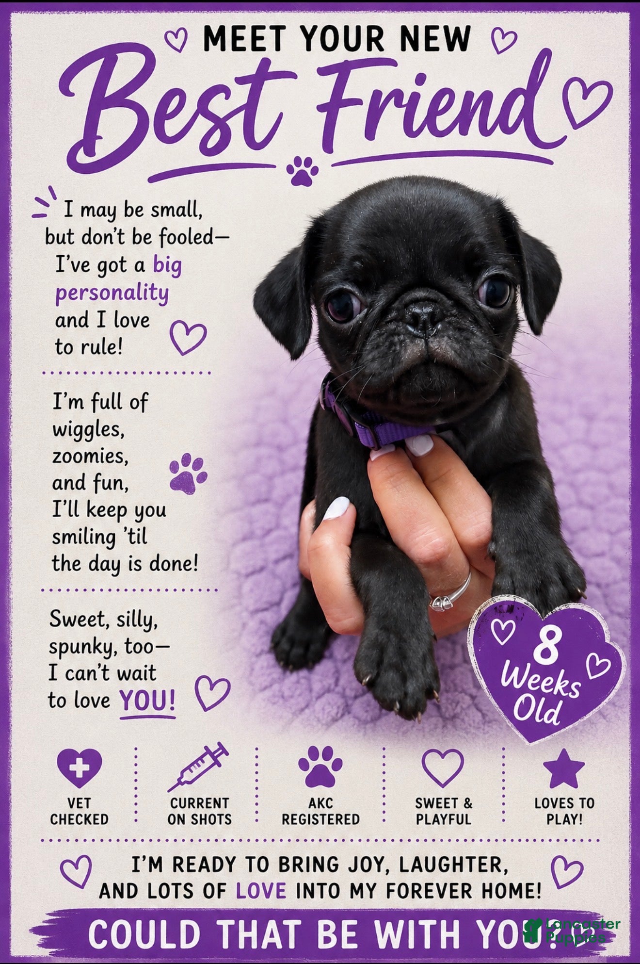 Pug dogs Purple - Ad 18