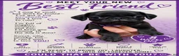 Pug dogs for sale: Purple - Ad 1