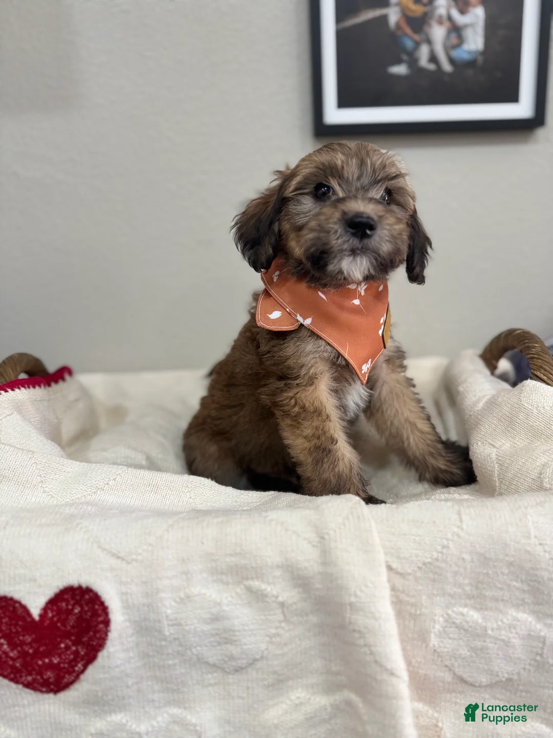 Mini Bernedoodle dogs for sale: Mini Bernedoodle Caramel- orange collar - Ad 1