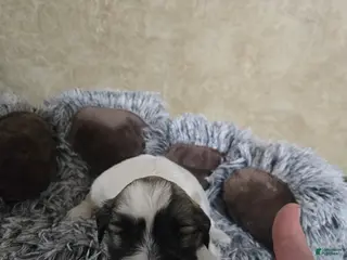 Mixed Breed dogs for sale: Female 1 - Ad 4