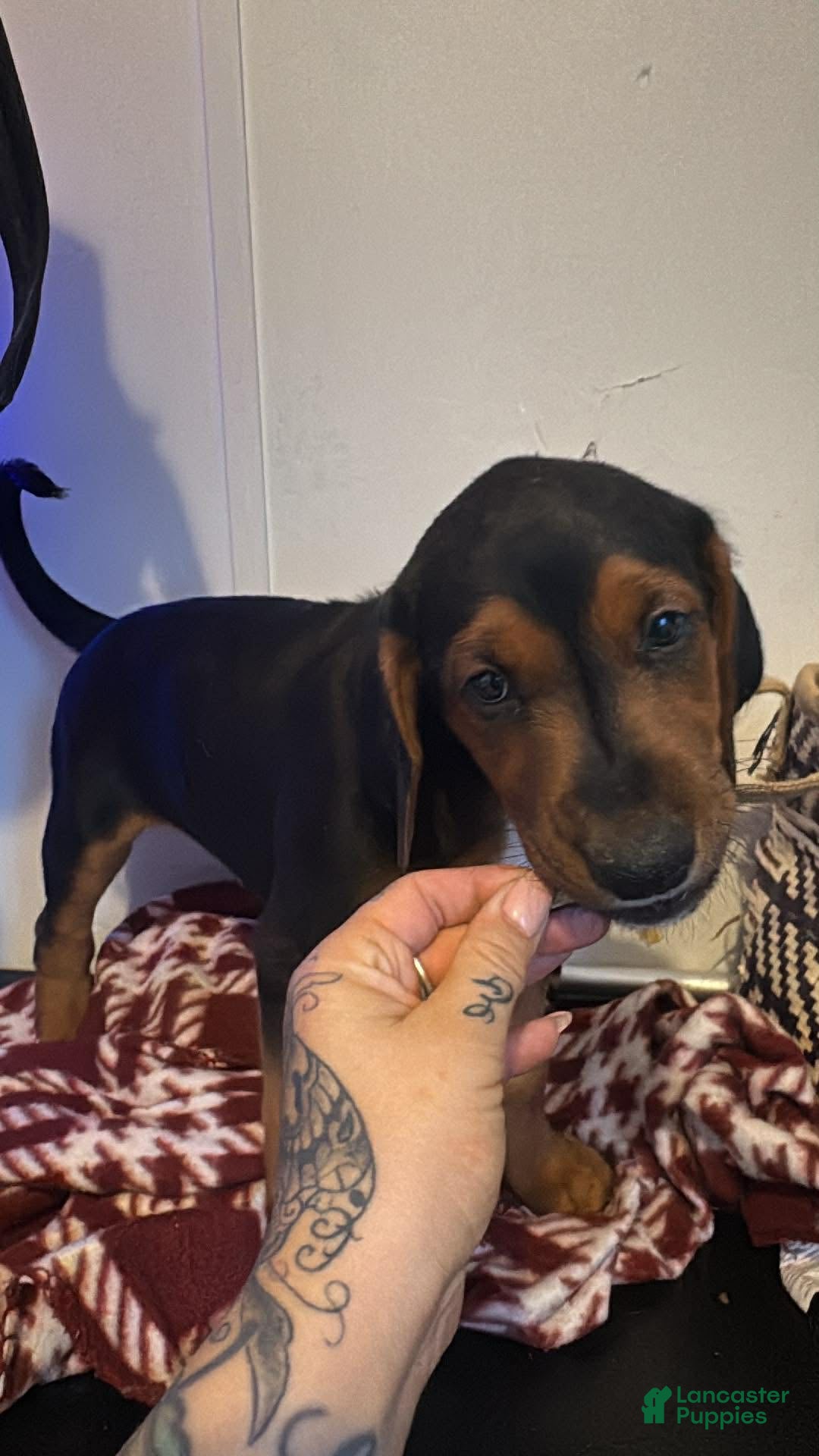 Mixed Breed dogs Mixed Breed Puppy 5 - Ad 34