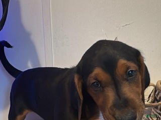 Mixed Breed dogs Mixed Breed Puppy 5 - Ad 34