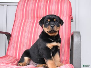 Rottweiler dogs Scout - Ad 22