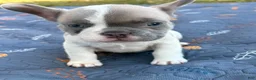 French Bulldog dogs for sale: CODI - Ad 3