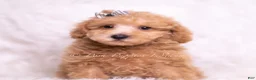 Maltipoo dogs for sale: Tweetie - Ad 2