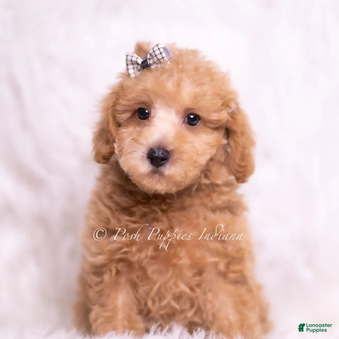 Maltipoo dogs for sale: Tweetie - Ad 2