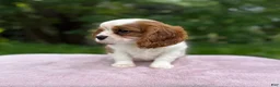 Cavalier King Charles Spaniel dogs for sale: Allie - Ad 4