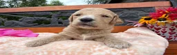 Labradoodle dogs for sale: Cinnamon (Girl) - Ad 1