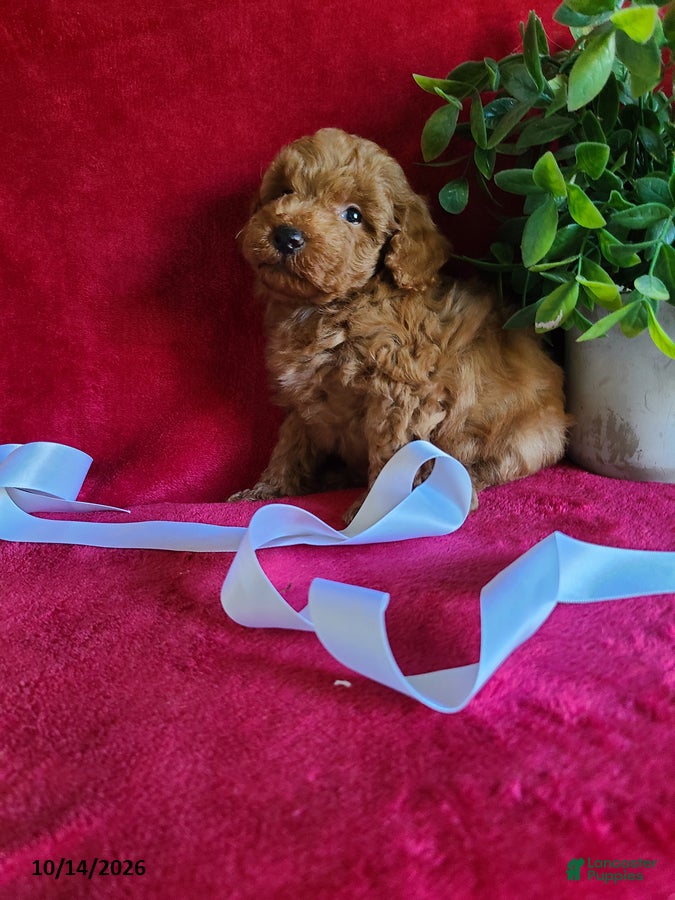 Miniature Poodle dogs Chloe - Ad 2