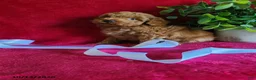 Miniature Poodle dogs for sale: Chloe - Ad 2