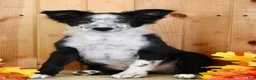 Mixed Breed dogs for sale: Boss - Ad 5