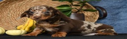Miniature Dachshund dogs for sale: Rocky - Ad 3