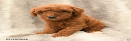 Miniature Poodle dogs for sale: Millie - Ad 3