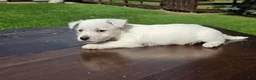 West Highland Terrier dogs for sale: West Highland Terrier Male 2 - Ad 2