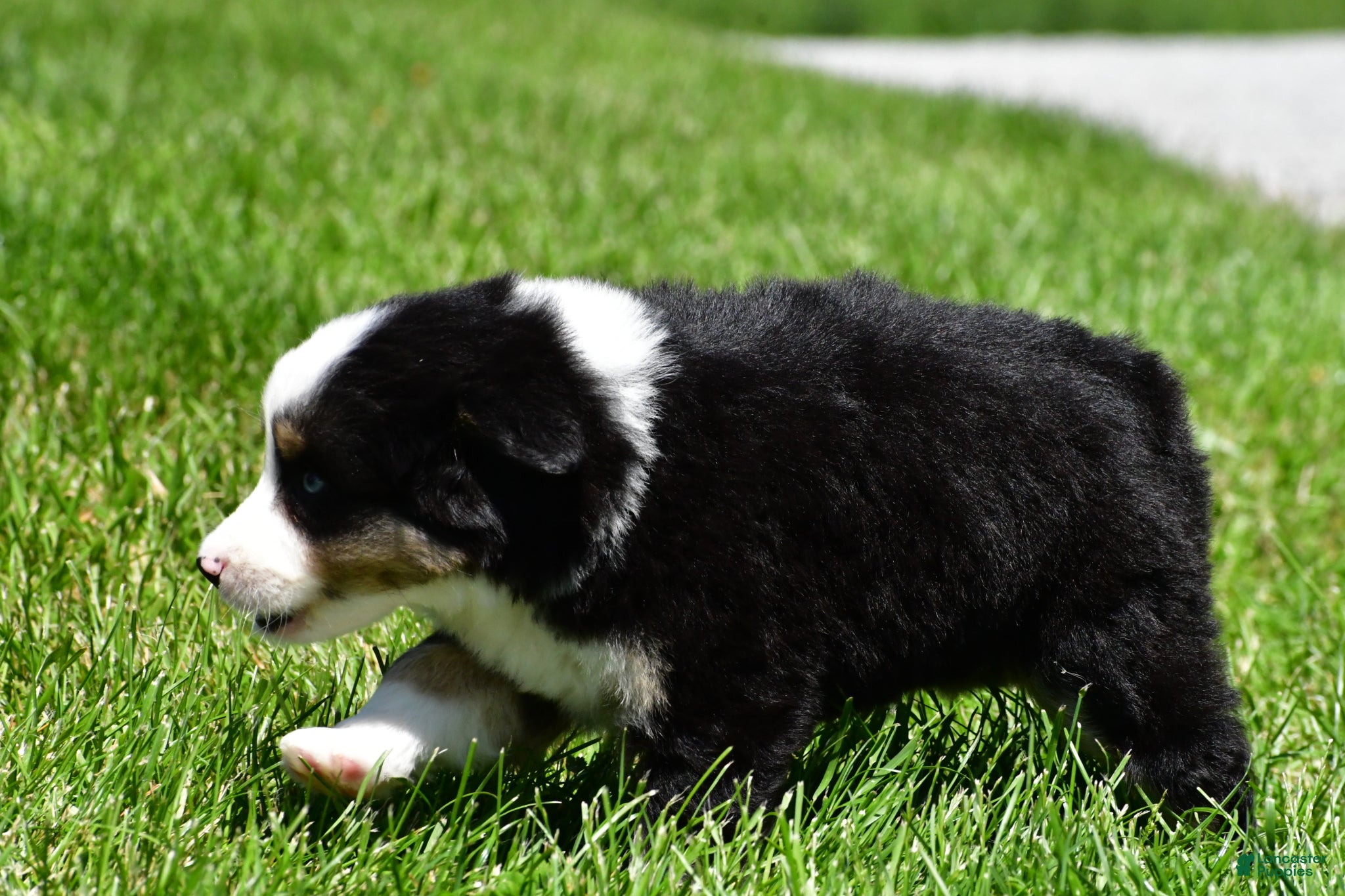 Miniature Australian Shepherd dogs for sale: Connie - Ad 4