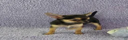 Chihuahua dogs for sale: Zoey - Ad 8