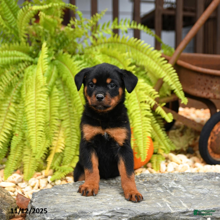 Rottweiler dogs Tootsie - Ad 15