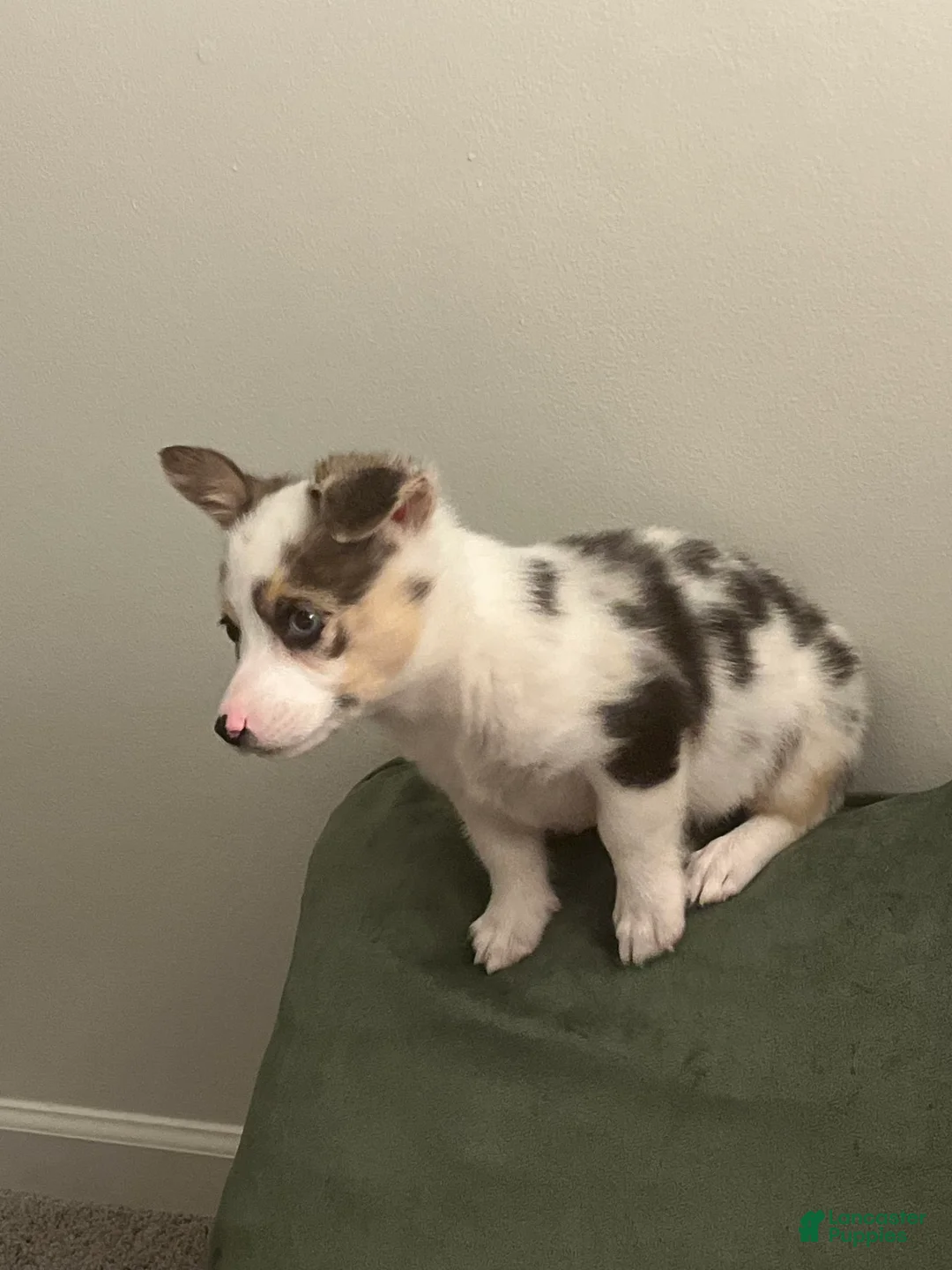 Gallery Image {{count}}