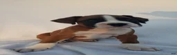 Boxer dogs for sale: Ruger - Ad 4