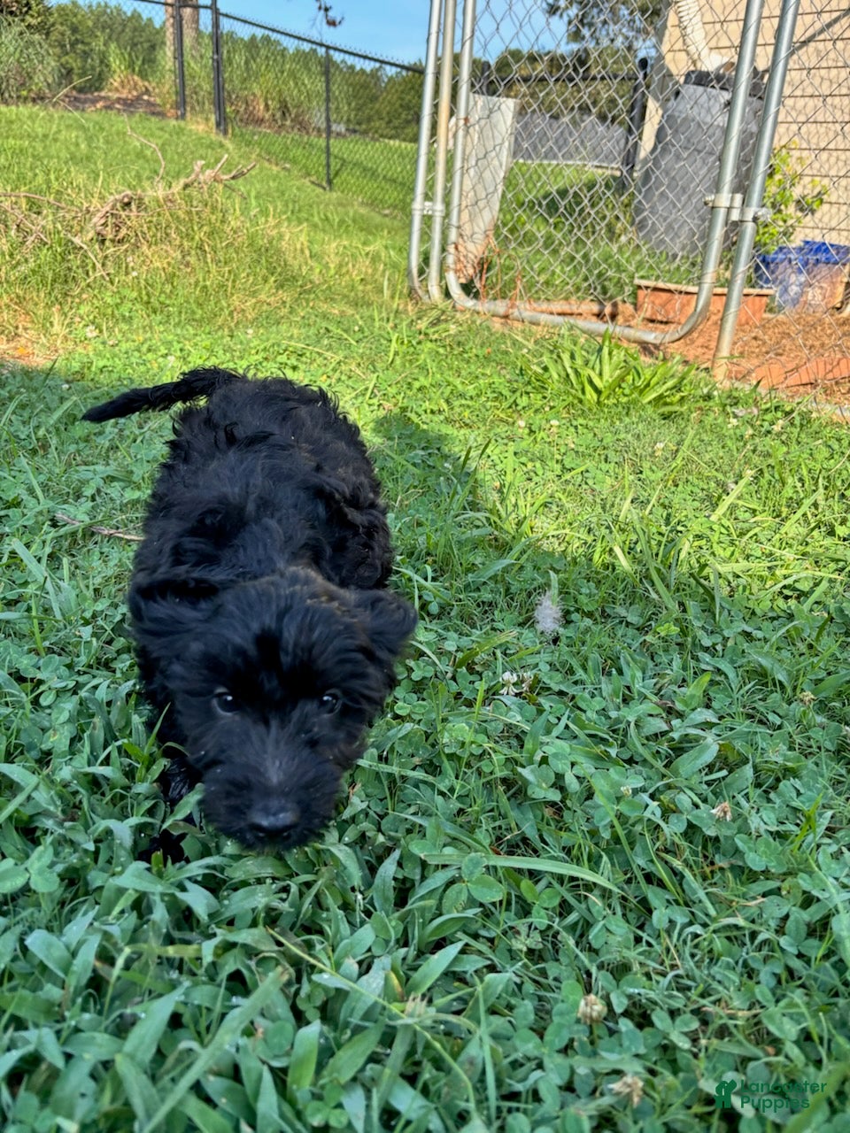 Mini Goldendoodle dogs Boy - Ad 2