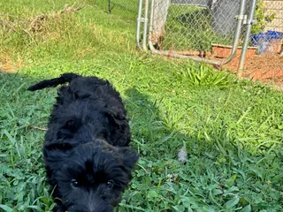 Mini Goldendoodle dogs Boy - Ad 2