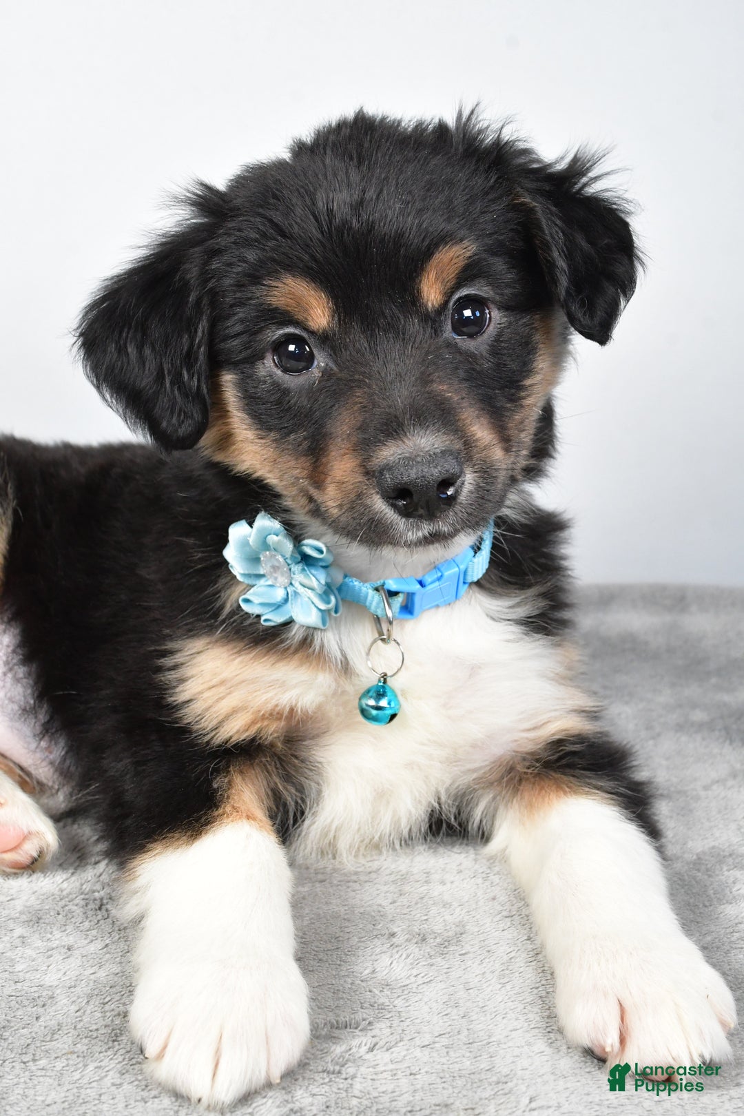 Miniature Australian Shepherd dogs for sale: Ocean - Ad 6